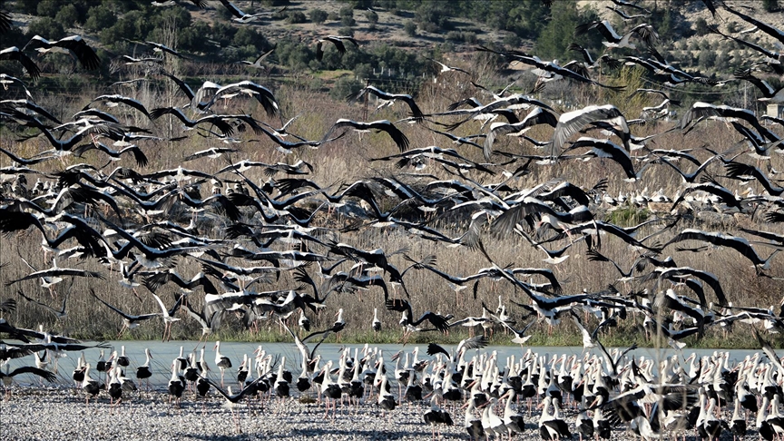 Baharın yüzünü gösterdiği Mersin, leylek ve pelikan sürülerini ağırlıyor