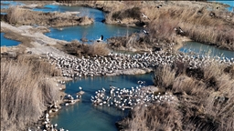 تركيا.. طيور مهاجرة تحطّ رحالها في مرسين إيذانا بقدوم الربيع