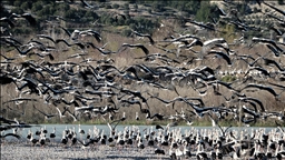 Baharın yüzünü gösterdiği Mersin, leylek ve pelikan sürülerini ağırlıyor
