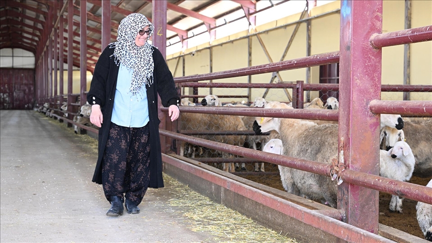 Muhasebeciliği bırakan kadın girişimci, devlet desteğiyle sürü sahibi oldu