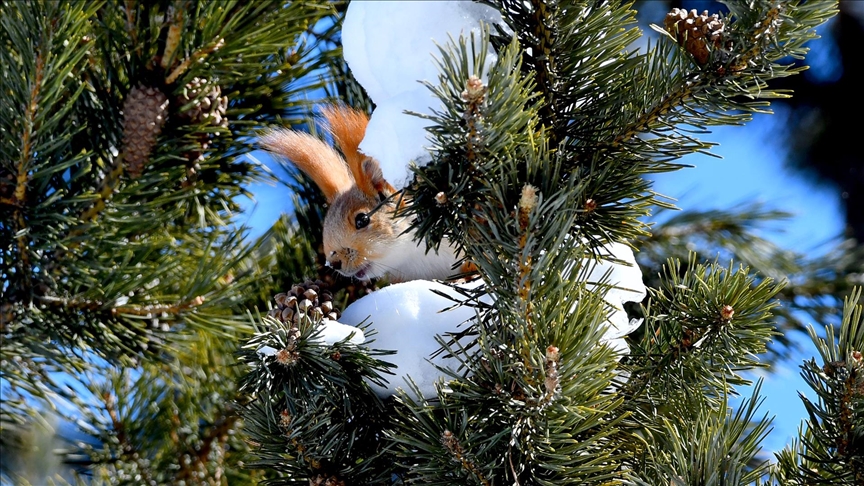 Kars'ta yiyecek arayışındaki yaban hayvanları görüntülendi 