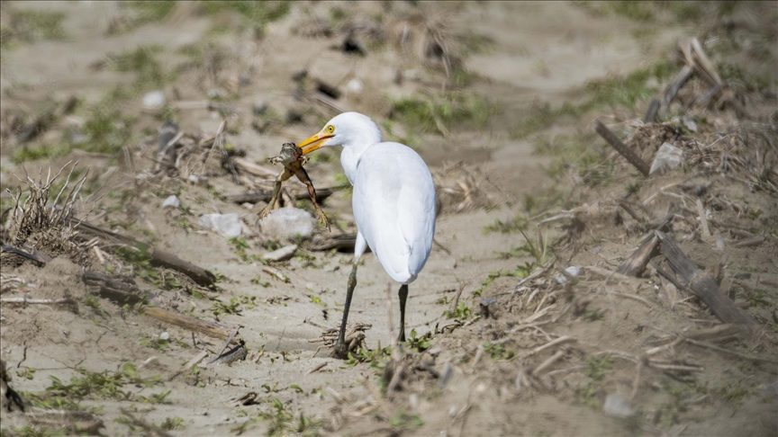 Adana'da sığır balıkçılı beslenirken görüntülendi