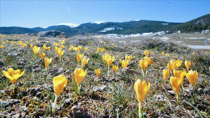Bolu'da baharın müjdecisi çiğdemler çiçek açtı
