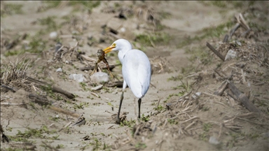 Adana'da sığır balıkçılı beslenirken görüntülendi