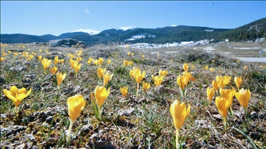 Bolu'da baharın müjdecisi çiğdemler çiçek açtı