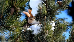 Kars'ta yiyecek arayışındaki yaban hayvanları görüntülendi 