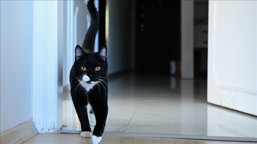 Araç çarptıktan sonra ölüme terk edilen "Tofi" platinle yürümeye başladı