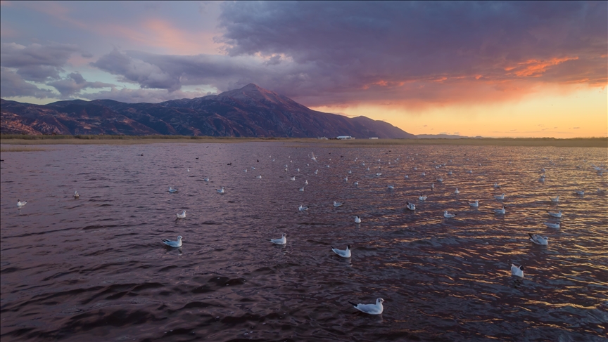 Milleyha Sulak Alanı göçmen kuşlara ev sahipliği yapıyor