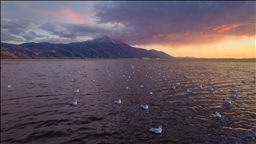Milleyha Sulak Alanı göçmen kuşlara ev sahipliği yapıyor