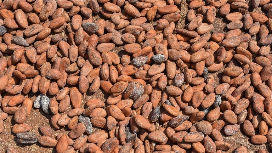 From boom to strain: Ghana’s cocoa sector grapples with falling prices