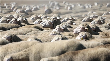 TİGEM, 120 reforme küçükbaş hayvan satacak