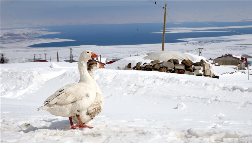 Türkiye'nin en yüksek rakımlı mahallelerinden Kışkılı'da baharda da karla mücadele sürüyor