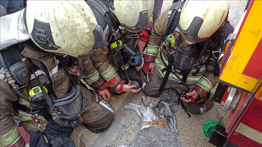 Ankara'da yangından etkilenen kediler kalp masajı ve oksijenle hayata döndürüldü