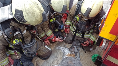 Ankara'da yangından etkilenen kediler kalp masajı ve oksijenle hayata döndürüldü