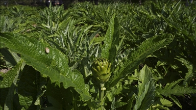 Enginar verimi ocak ve şubat yağışlarıyla arttı