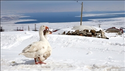 Türkiye'nin en yüksek rakımlı mahallelerinden Kışkılı'da baharda da karla mücadele sürüyor