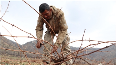 Li Batmanê di rezên tiriyên mezroneyê yên tescilkirî da heyama qusandinê