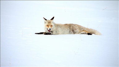 Li Qersê dîmenên rovîyên sor ên ku peyê nêçîrê ketine, hatin kişandin