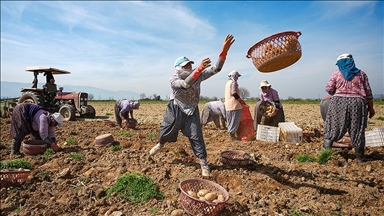 Patates deposu Ödemiş'te hasat ve ekim bir arada