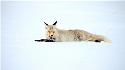 Kars'ta kızıl tilkiler avlanırken görüntülendi 