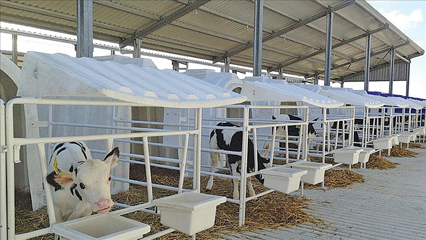 "كارمود" التركية تصدر كبائن للعجول حديثة الولادة إلى بولندا