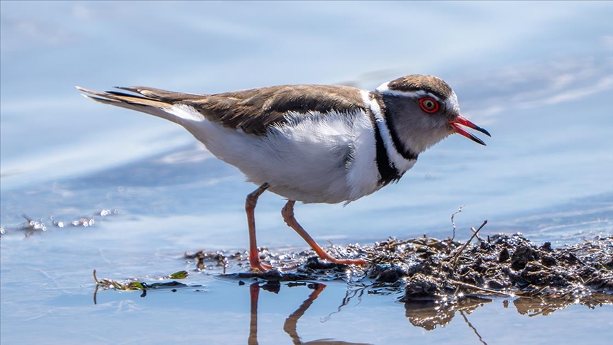 Türkiye'de ilk kez "takkeli cılıbıt" kuşu, Gaziantep'te görüldü