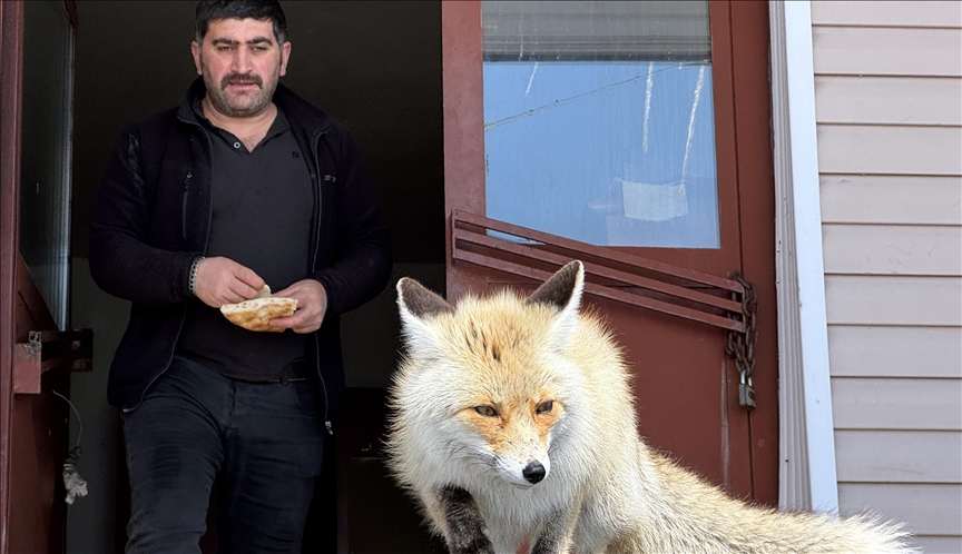 Karla mücadele ekipleri zorlu kış koşullarında aç kalan tilkileri besliyor