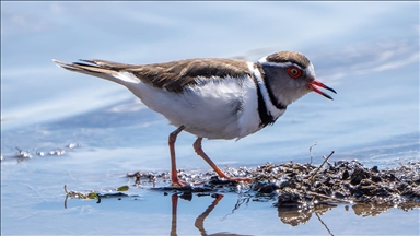 Türkiye'de ilk kez "takkeli cılıbıt" kuşu, Gaziantep'te görüldü
