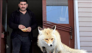 Karla mücadele ekipleri zorlu kış koşullarında aç kalan tilkileri besliyor