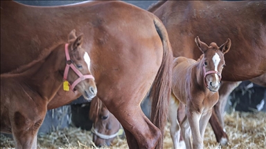 Bursa'daki TİGEM harasında şampiyon adayı taylar dünyaya gözlerini açıyor