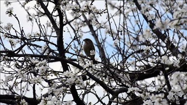 Gediz Ovası'ndaki meyve ağaçları çiçek açtı