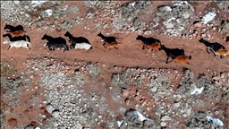 Dîmenên hespên serberedayî yên li Qerecdaxê bi dronê hatin kişandin