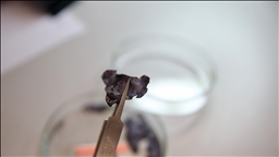 برقائق نانوية.. علماء أتراك يحولون الحرارة المهدورة إلى كهرباء