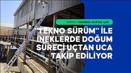 Yapay zeka destekli yerli sistem, buzağı doğumlarında yaşanan kayıpları azaltmayı hedefliyor