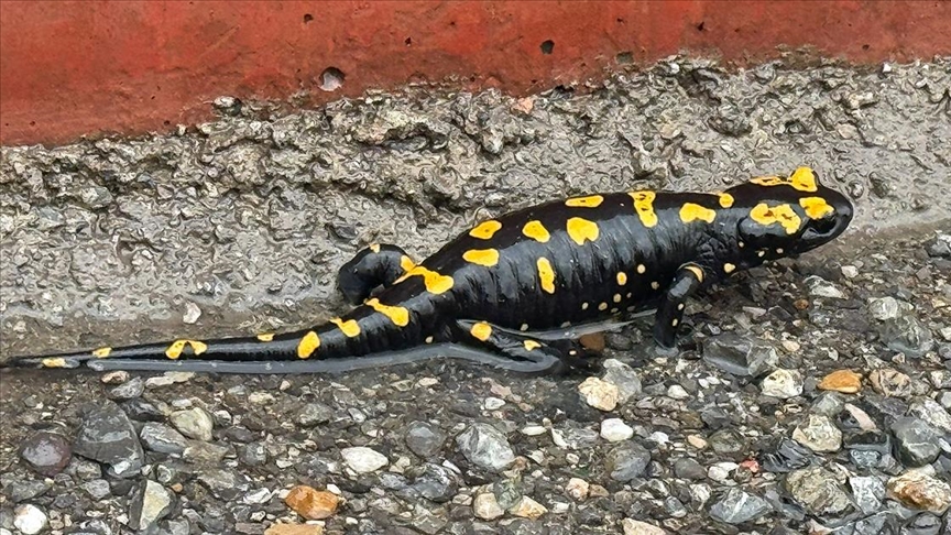 Hatay'da nesli tehlike altındaki sarı benekli semender görüldü