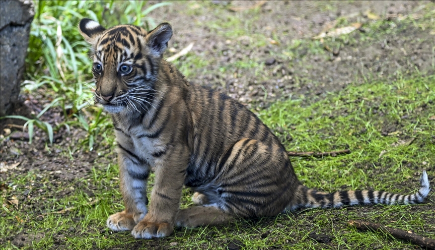 Këlyshi tigër  Lilly   i emëruar nga vizitorët  prezantohet në kopshtin zoologjik në Berlin
