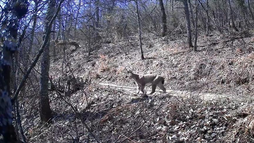  Два загрозени балкански риса забележани на Шар Планина