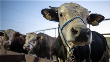 France / Savoie et Haute-Savoie : nouvelle campagne de vaccination contre la dermatose nodulaire contagieuse