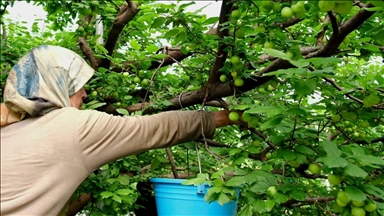 Mersin'de örtü altında yetiştirilen erikte hasat mesaisi sürüyor 