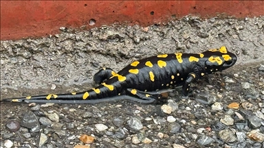 Hatay'da nesli tehlike altındaki sarı benekli semender görüldü