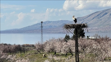 Li Meletiyê legleg vegeriyan hêlînên xwe