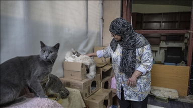 "الأرواح أولا".. لبنانية تنزح مع 70 قطة هربا من غارات إسرائيل 