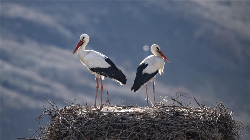 Leglegên mizginiya biharê vedigerin hêlînên xwe yên li gundên Tunceliyê 