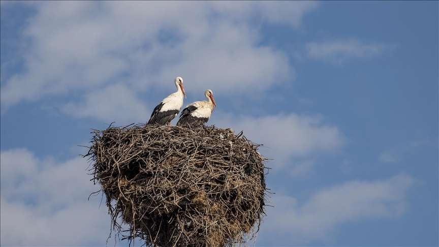 Baharın müjdecisi leylekler Tunceli'deki köylerde bulunan yuvalarına dönmeye başladı