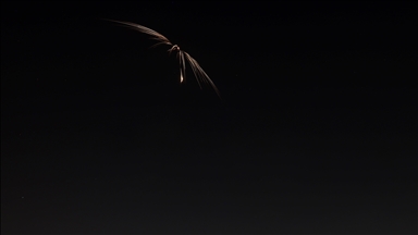 2 killed in Iranian missile strike in suburb of Tel Aviv: Israeli media