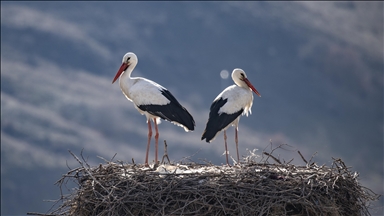 Leglegên mizginiya biharê vedigerin hêlînên xwe yên li gundên Tunceliyê 