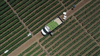 Tarımsal girdi fiyat endeksi ocakta yıllık bazda yüzde 30,59, aylık yüzde 3,86 arttı 