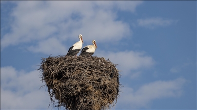 Baharın müjdecisi leylekler Tunceli'deki köylerde bulunan yuvalarına dönmeye başladı