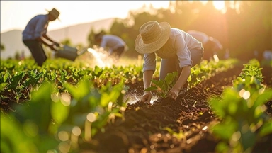 Urea prices up 1.6% to exceed $610