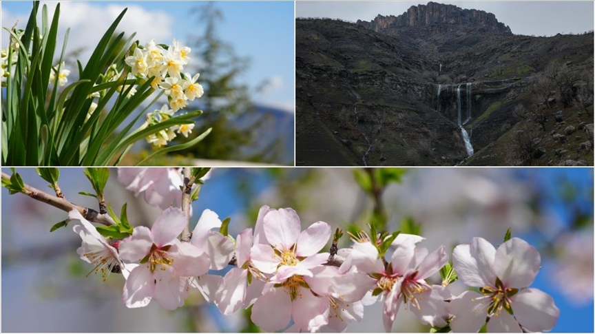 Hakkari'nin Derecik ilçesinde havanın ısınmasıyla doğa canlandı